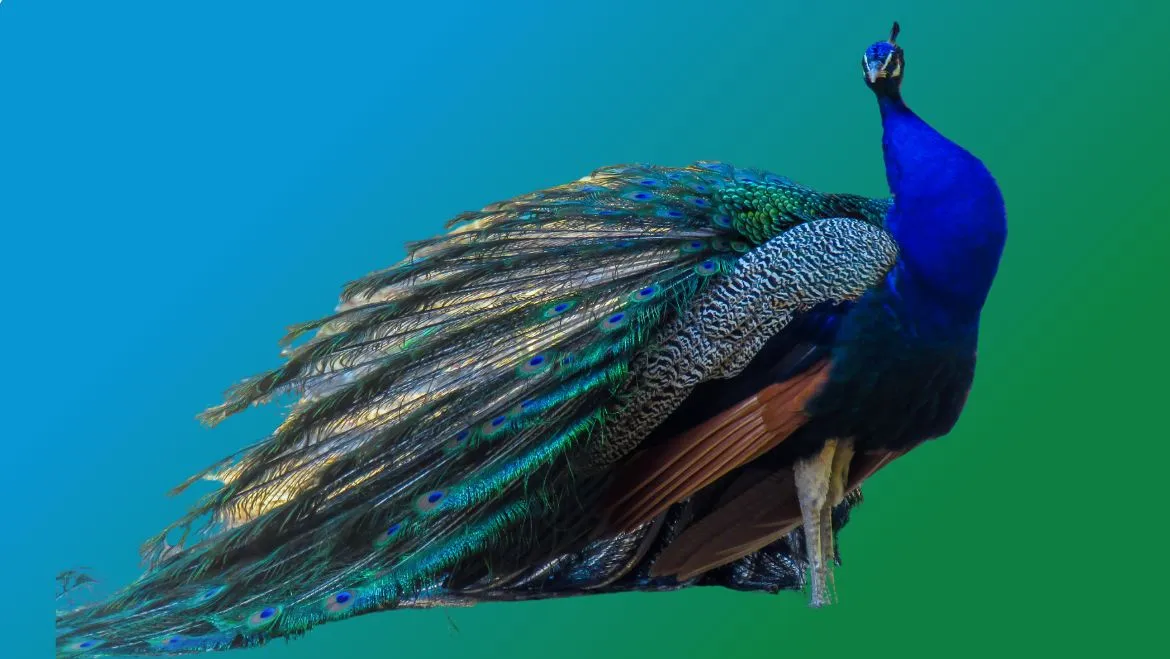 Spirit Animal Peacock