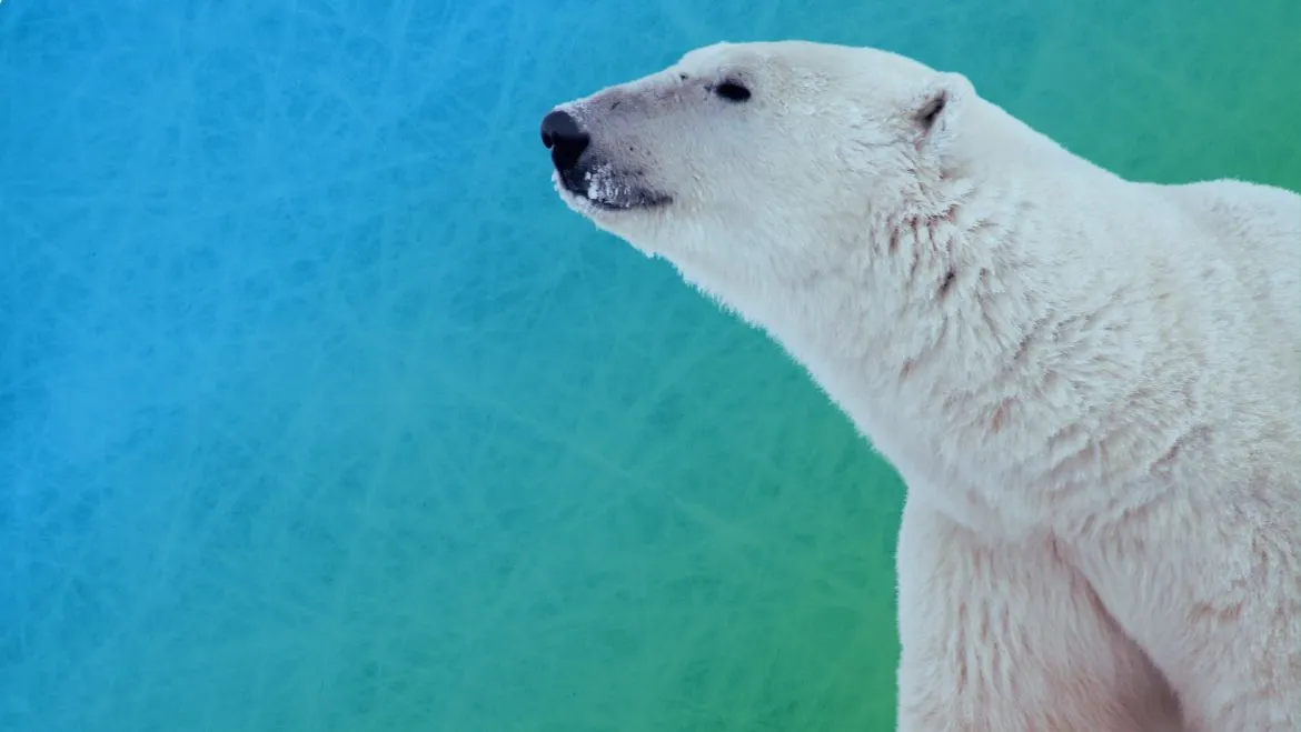 Spirit Animal Polar Bear