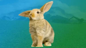 Spirit Animal Rabbit