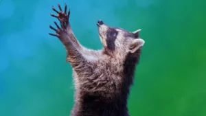 Spirit Animal Raccoon