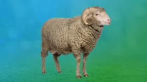 Spirit Animal Ram Determination Leadership