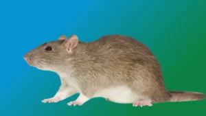Spirit Animal Rat