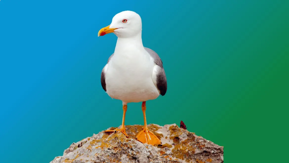 Spirit Animal Seagull