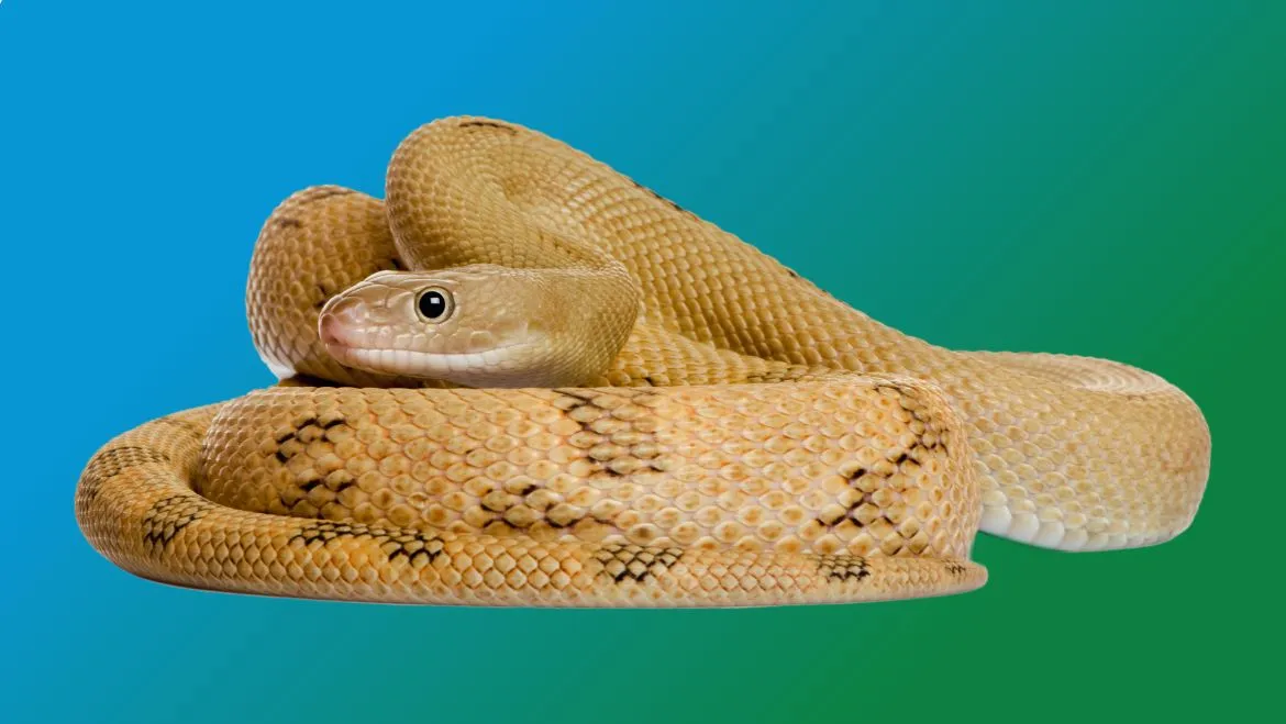 Spirit Animal Snake