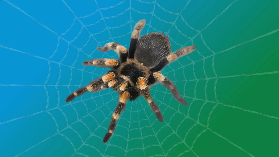 Spirit Animal Spider