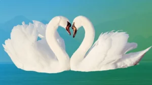Spirit Animal Swan