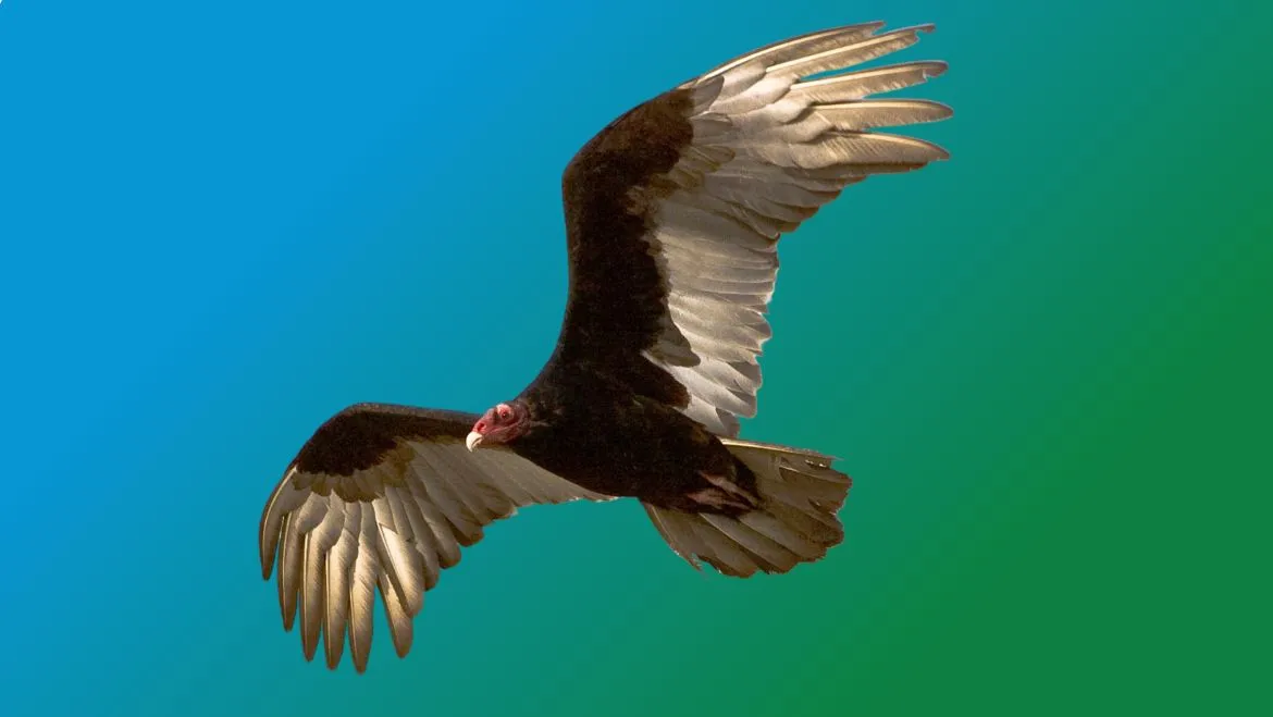 Spirit-Animal-Vulture