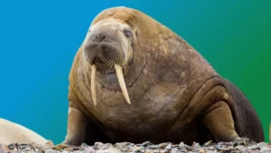 Spirit Animal Walrus