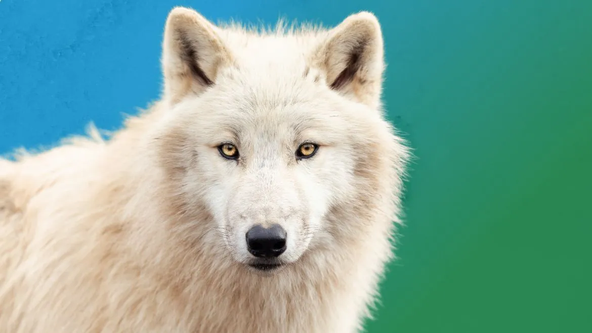 Spirit-Animal-White-Wolf