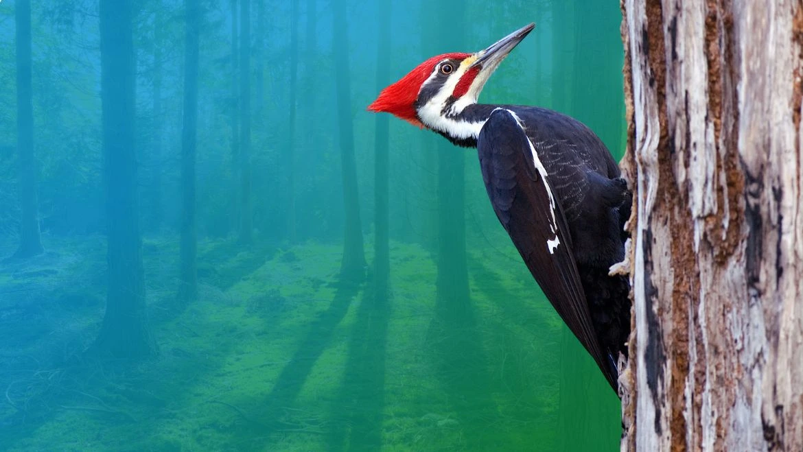 Spirit Animal Woodpecker