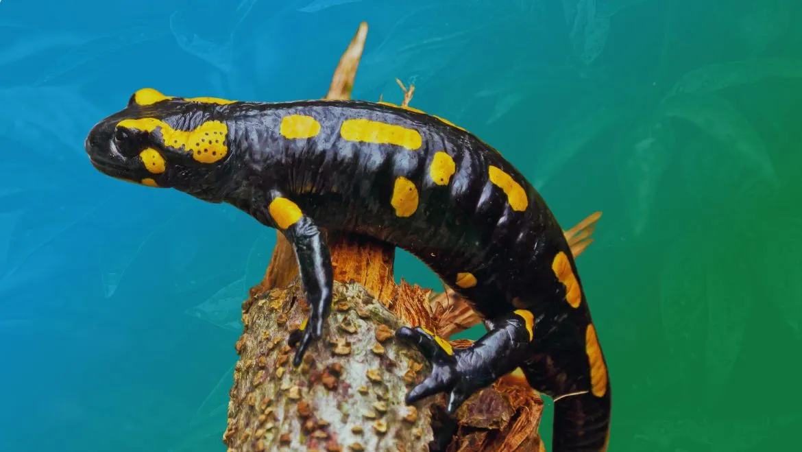 Spirut Animal Salamander
