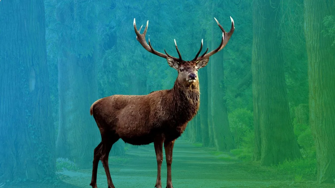 Can Your Spirit Animal Change Over Time?