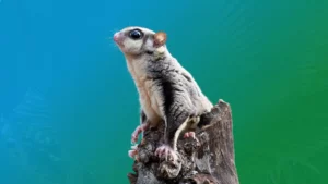 Spirit Animal Sugar Glider