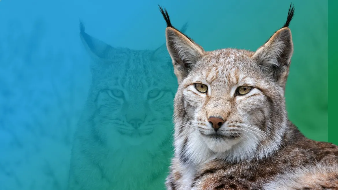 Totem Animal Ibirian Lynx