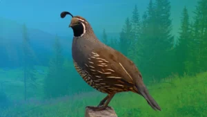 Spirit Animal Quail