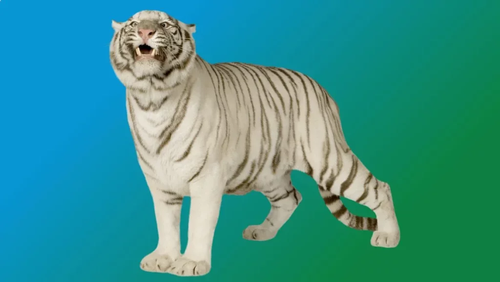 White Tiger Spirit Animal
