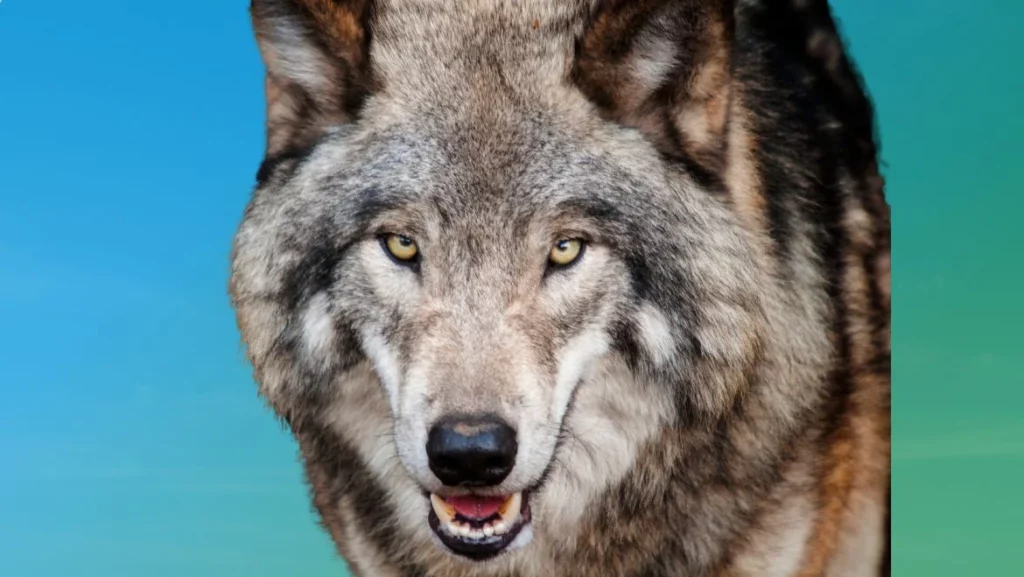 Wolf Totem Animal