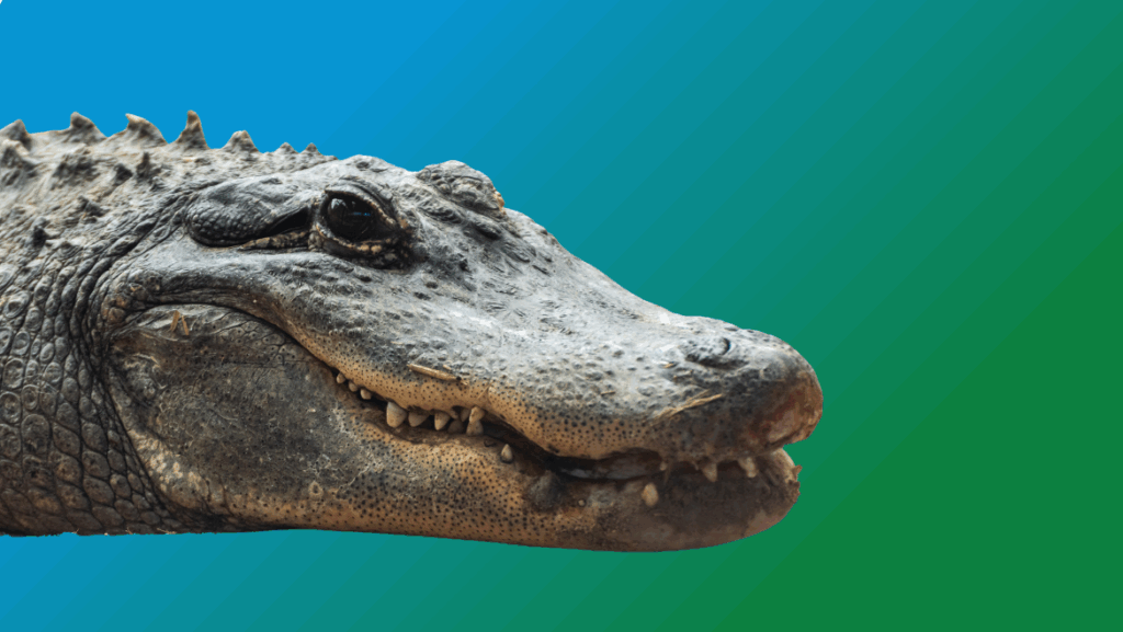 The core wisdom of the Alligator spirit animal. 