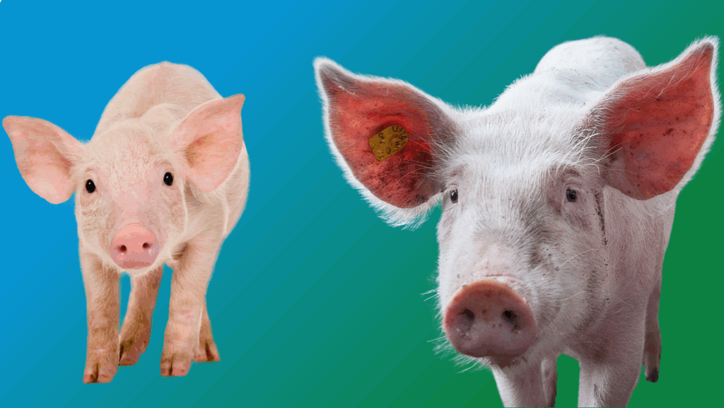 A Sign of Fortune: The Pig in World Culture