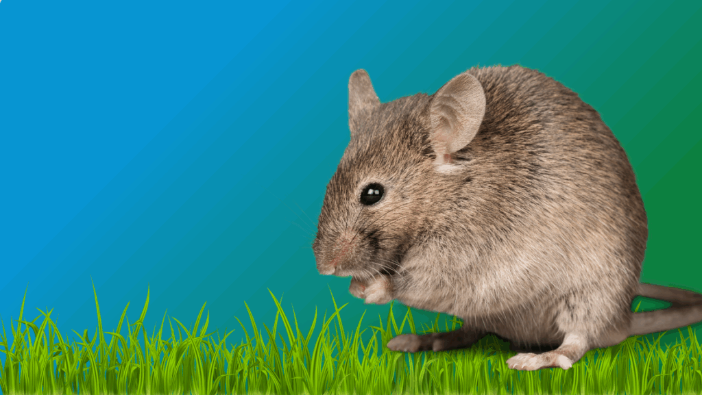 A rat sitting on the grass