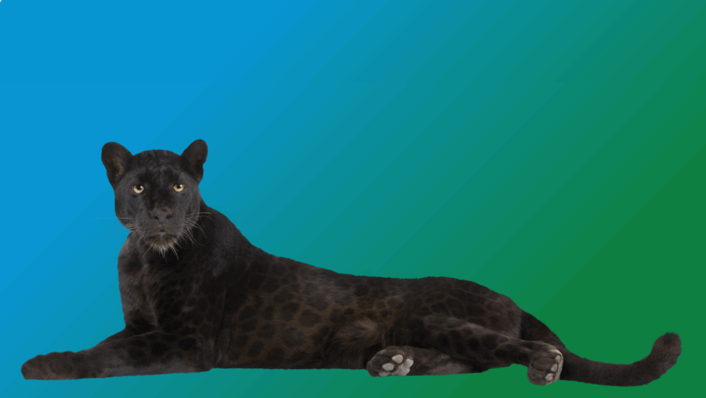 "The black Panther teaches us that true strength comes from within and that the greatest challenges often lead to the most significant changes."