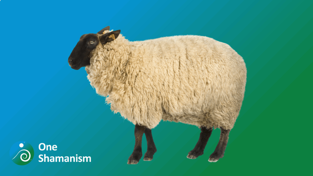 A close-up of a gentle sheep's face, representing innocence and peace.