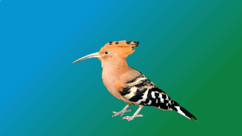 The hoopoe spirit animal holds profound insights for your journey.