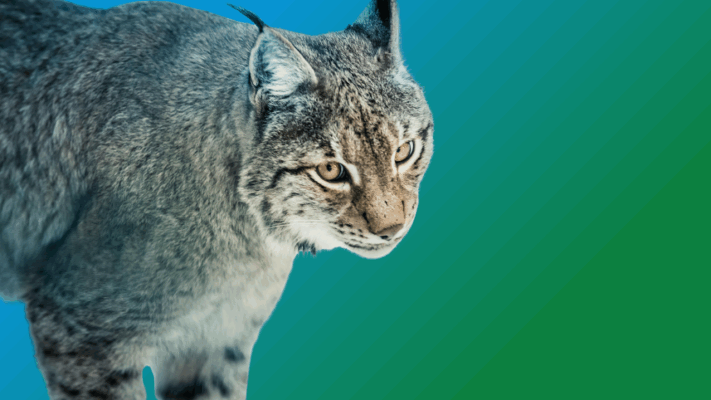 The Iberian Lynx predominantly inhabits the open forests and scrublands of Spain and Portugal