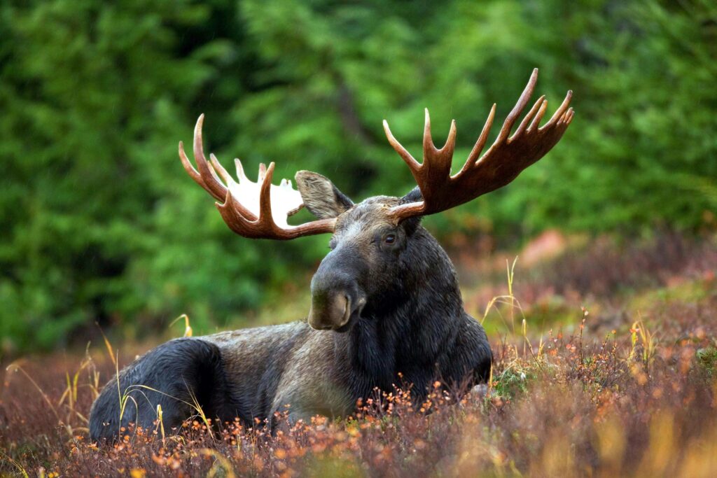 Moose Spirit Animal Wisdom