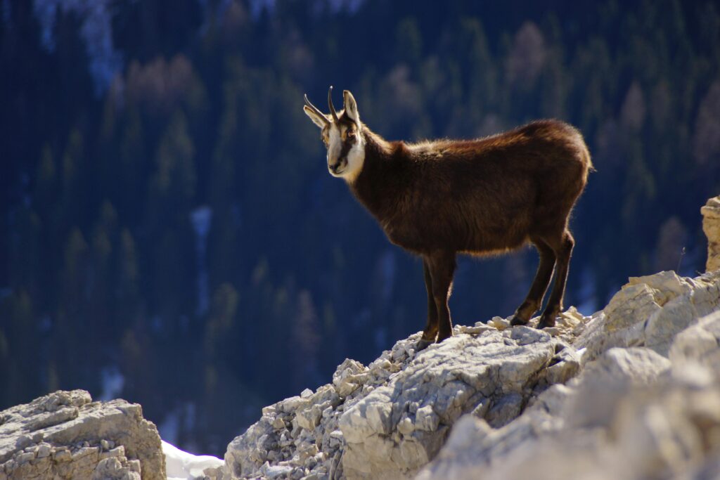 A sure-footed mountain goat on a steep cliff, symbolizing resilience and balance.