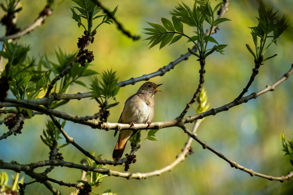 Nightingales are found across Europe and parts of Asia and are especially noted for their presence in wooded areas, gardens, and natural thickets.