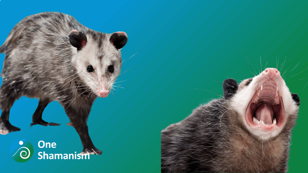 An opossum playing dead, representing strategic non-action.
