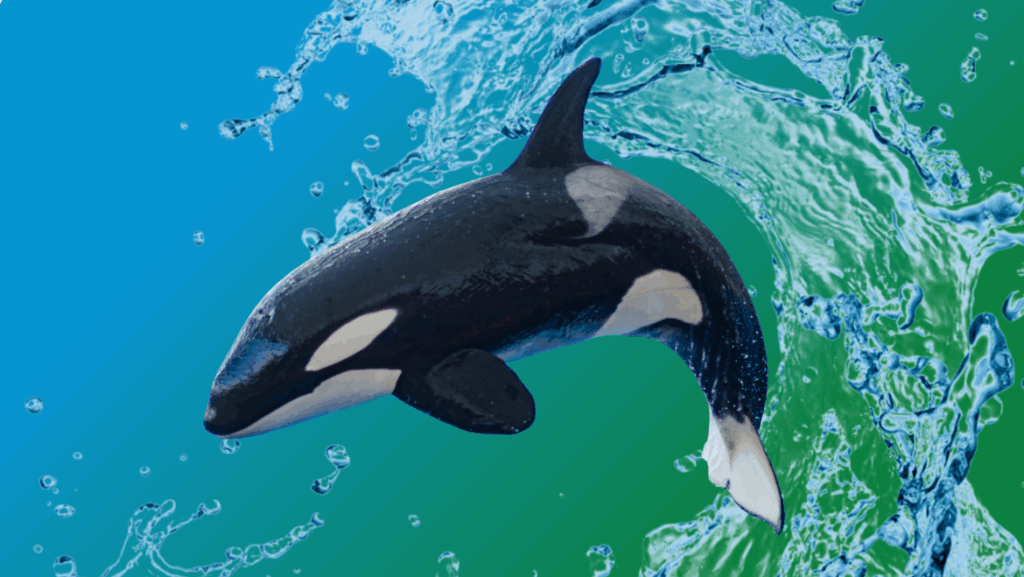 Living with Orca Wisdom