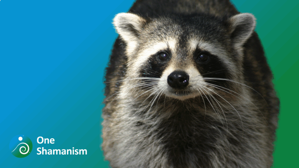 A curious raccoon with its masked face, symbolizing ingenuity and exploration