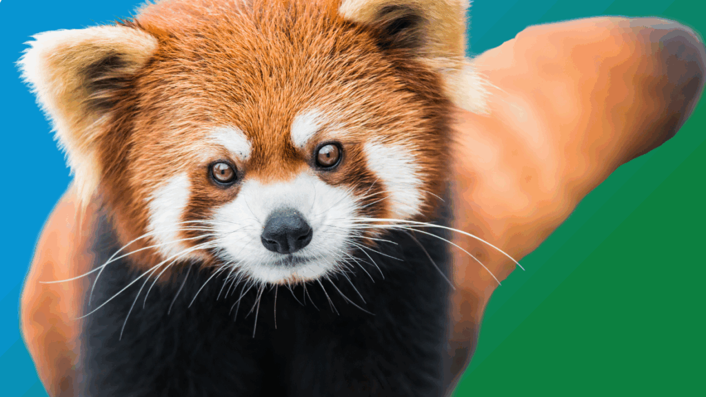 Red Panda