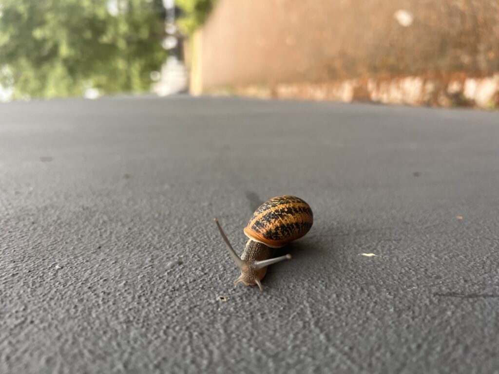 snail in portugal near lisbon