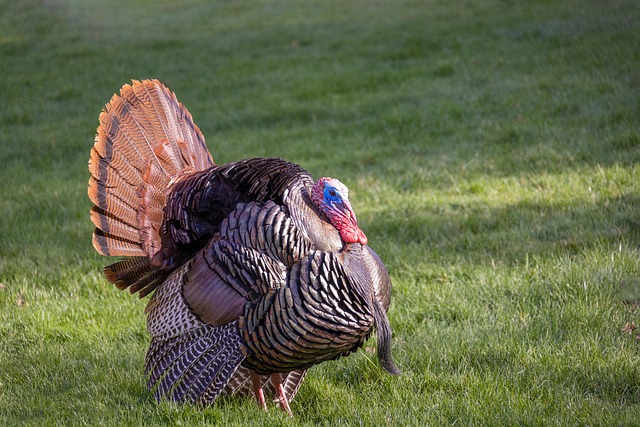 A majestic turkey with its feathers displayed, symbolizing abundance and pride,