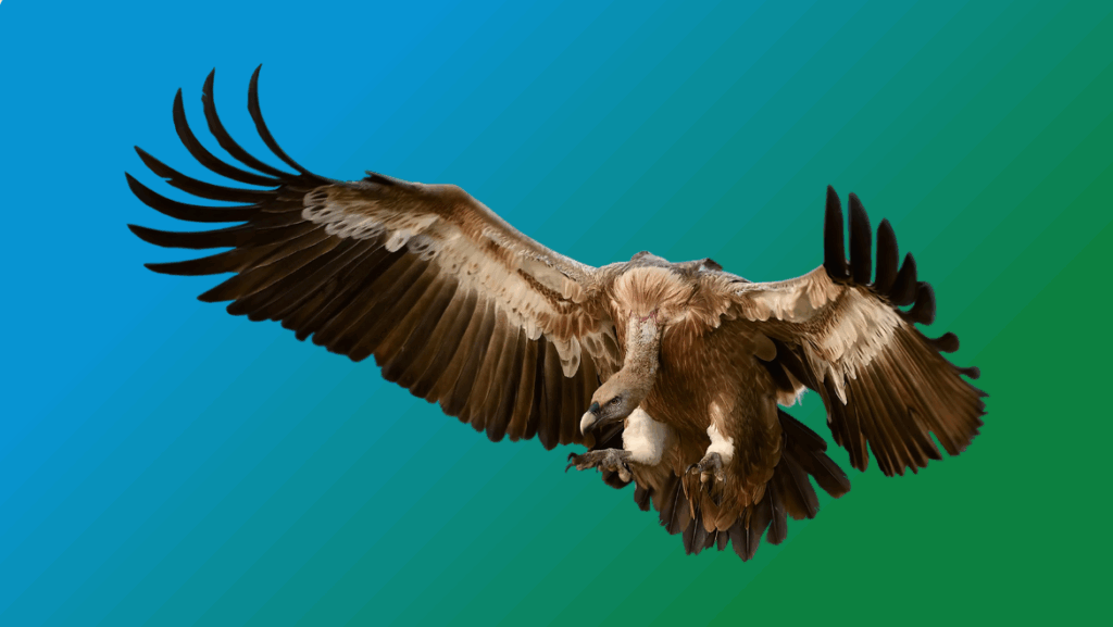 A vulture  flying