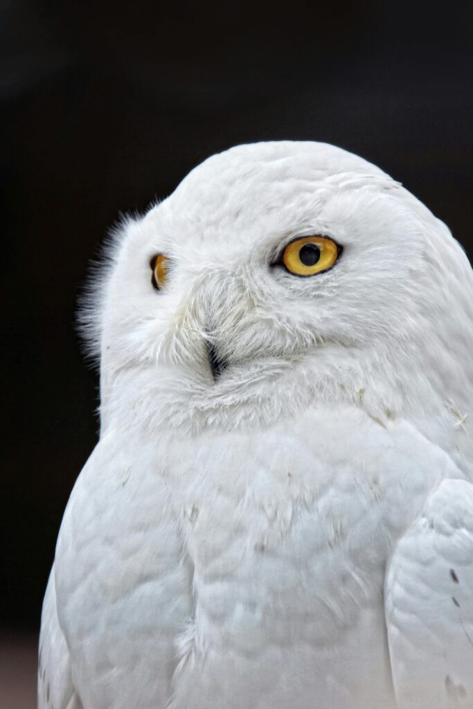 White Snow Owl