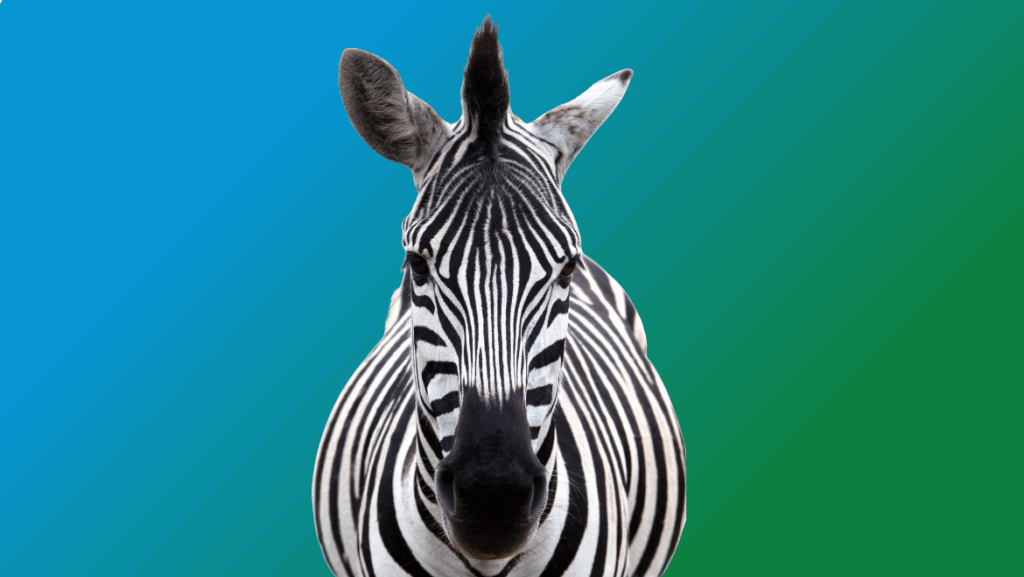 Zebra Spirit