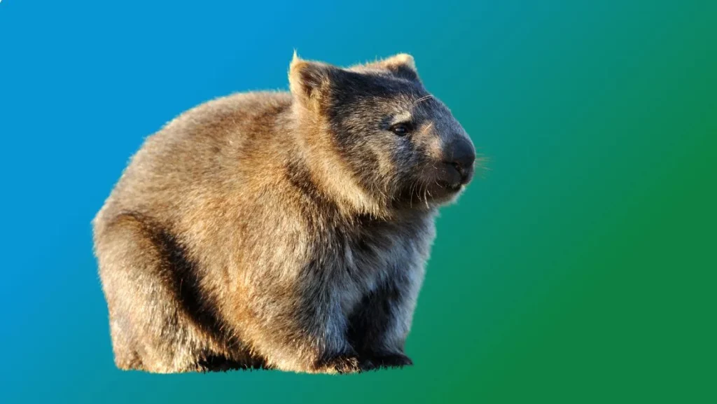 Spirit-Animal-Wombat