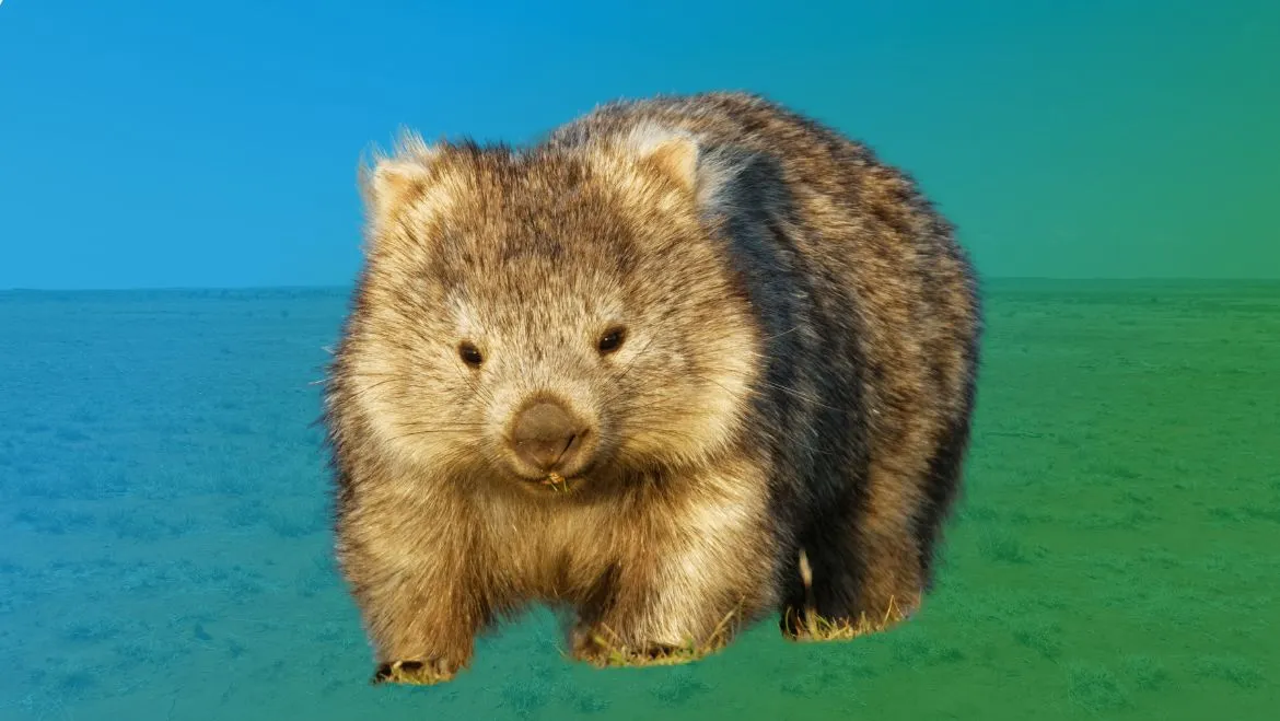 Spirit Animal Wombat