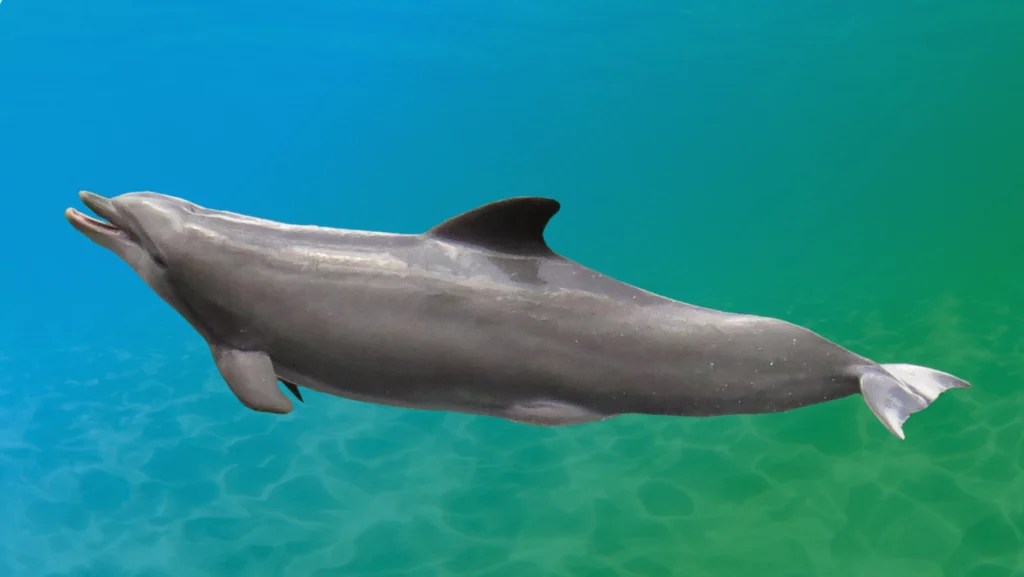 Dolphin Spirit Guide
