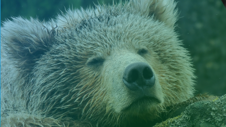 Shamanic Healing for Anxiety: A Complementary Approach