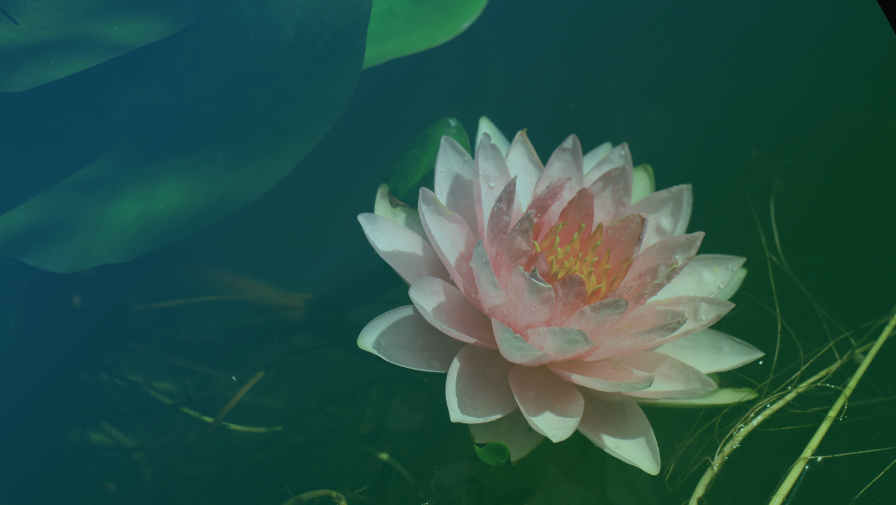 How to Meet Your Spirit Guide: A Practical Approach