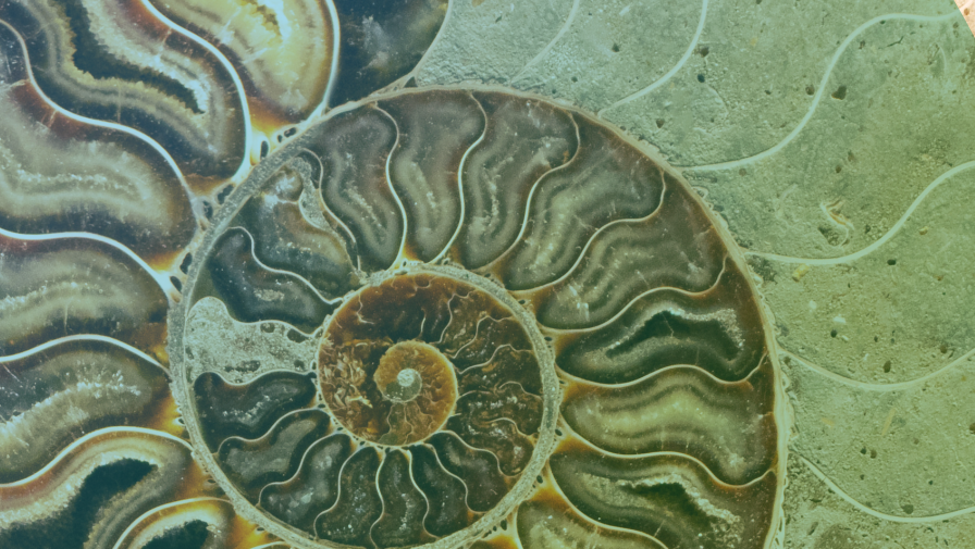 Cross-section of a polished ammonite fossil revealing its natural spiral chambers