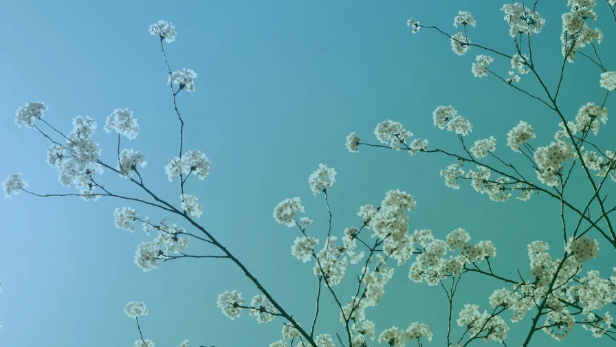 Core Shamanism vs. Traditional Shamanism: Understanding Both