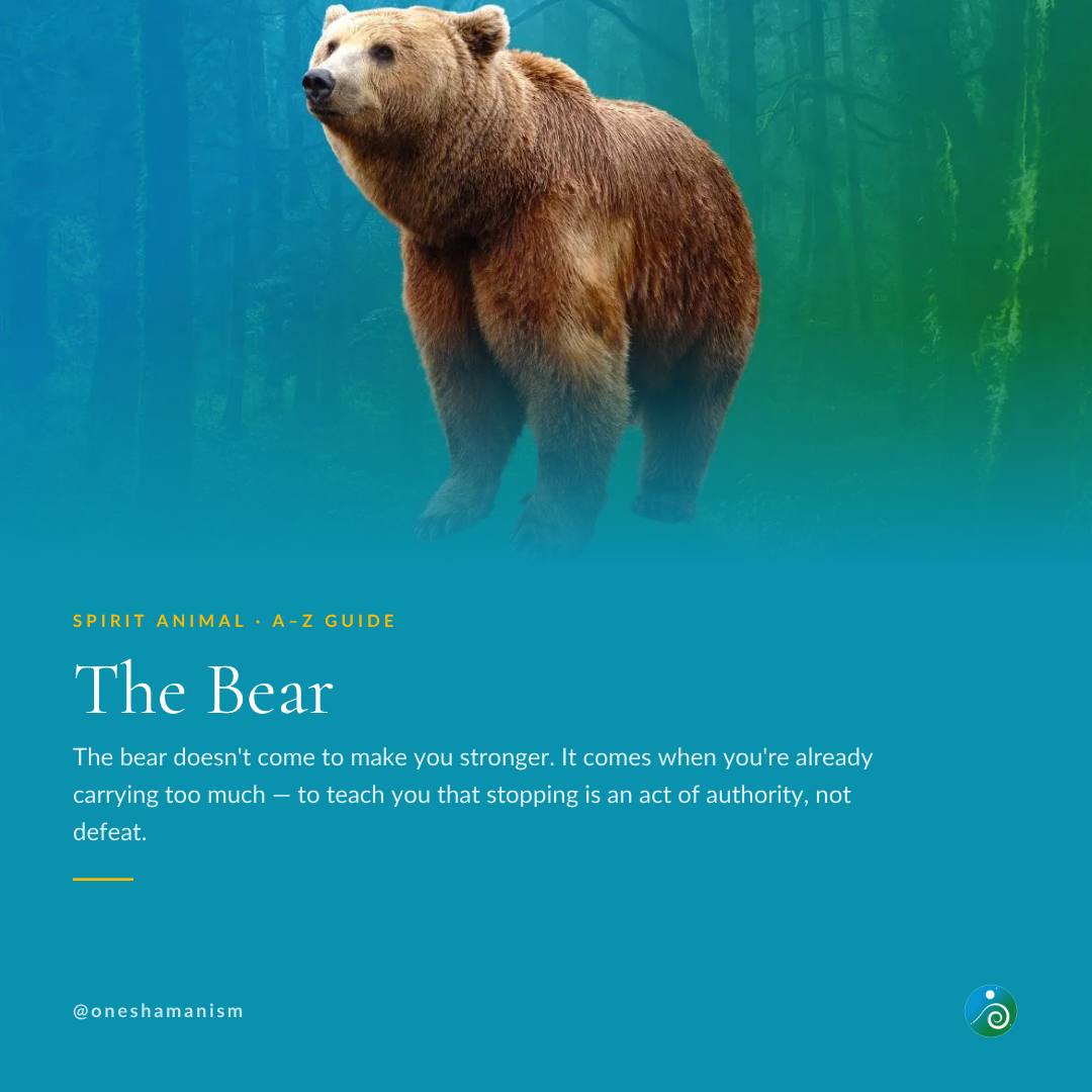 Bear Spirit Animal: Meaning, Symbolism and Messages
