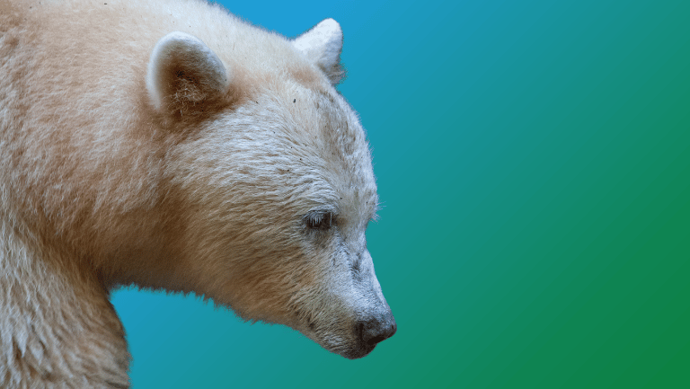 Spirit Animal vs. Power Animal vs. Totem: What’s the Difference?