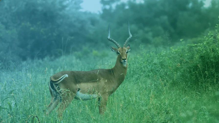 Power Animal vs. Spirit Animal: What’s the Difference?